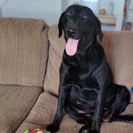 Delilah - Dilute Retriever