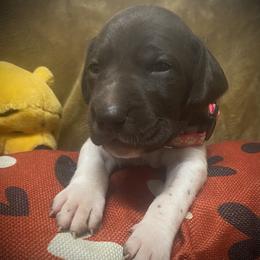 Pink collar female - Liver roan female German Shorthaired Pointer puppy in Hardeman County, Tennessee from Howell Farm GSP