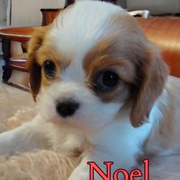 Noel - Blenheim female Cavalier King Charles Spaniel puppy in Rockville, Maryland from Skais the Limit Cavaliers