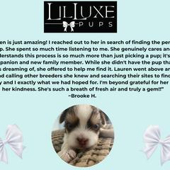 Morkie and Shorkie Puppies from Lil Luxe Pups