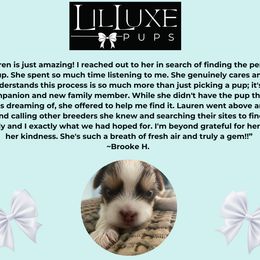 Morkie and Shorkie Puppies from Lil Luxe Pups