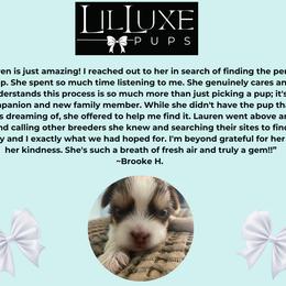 Morkie and Shorkie Puppies from Lil Luxe Pups