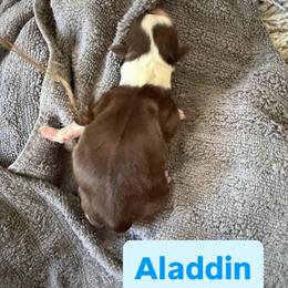 Aladdin - Chocolate male Havanese puppy in Culver City, California from Havan Sent Havanese