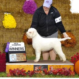 Gigi - Lagotto Romagnolo
