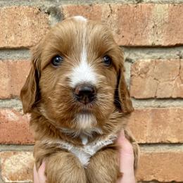 Australian Labradoodle Puppies from Salona- Australian Labradoodles of North America