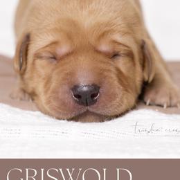 Labrador Retriever Puppies from UC Labradors