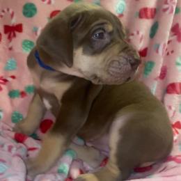 Max - Chocolate female Great Dane puppy in Spartanburg, South Carolina from Pawlmetto Danes