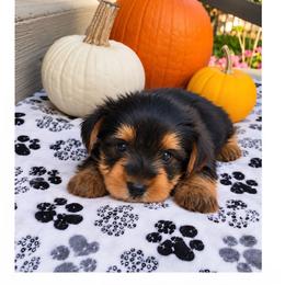 Bear - Black and tan male Yorkshire Terrier puppy in North Huntington, Pennsylvania from Charz Dollz