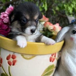 Beatrix - Black and tan female Pembroke Welsh Corgi puppy in Delray Beach, Florida from Holly's Pembroke Welsh Corgis
