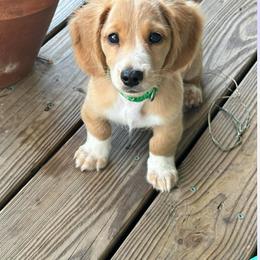 Dachshund Puppies from Lilly's Long Dogs