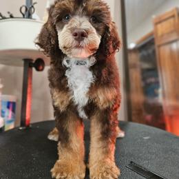 Heath - Poodle