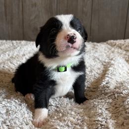 Boy 1 - male Border Collie puppy in Shawnee, Oklahoma from Cross K Working Collies - Pure Bred Border Collies