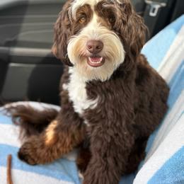 Knox - Bernedoodle