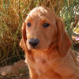 Jack - Caramel red male Labradoodle puppy in Apache Junction, Arizona from Loving Doodle