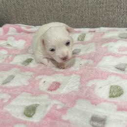 Coton de Tulear Puppies from Beethoven’s Cotons