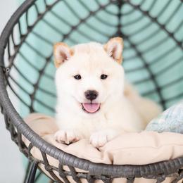 Aiji - Cream Boy - Cream male Shiba Inu puppy in Neosho, Missouri from Sunny Terrace Shibas