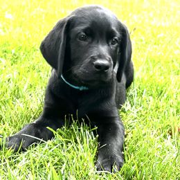 Boy 1 - male Labrador Retriever puppy in White Bear Lake, Minnesota from Labs Of The Lake