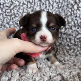Confetti - Chocolate and tan female Chihuahua puppy in Augusta, Georgia from Sophia Jade's Chi Brigade