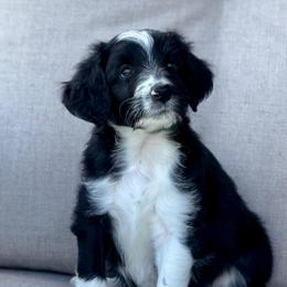 Aqua Di Gio - Black and white male Aussiedoodle puppy in Decatur, Illinois from Signature Doodles