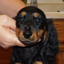 Dachshund Puppies from Dandydox Dachshunds