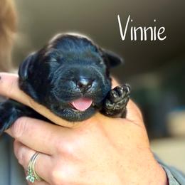Vinnie - Black male Dilute Retriever puppy in Baldwin City, Kansas from Hedge Lane Labradors