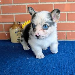 JonJon - Blue merle and white male American Corgi puppy in Shawnee, Oklahoma from Sunray Ranch