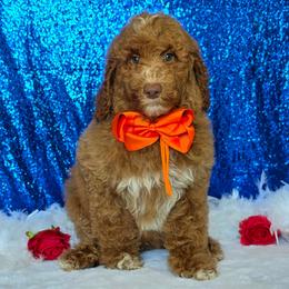 Charlie Rae's Orange Boy - Red  male Goldendoodle puppy in Kountze, Texas from Texas Doodles LLC