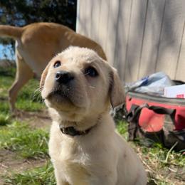 Labrador Retriever Puppies from Creekside Canines