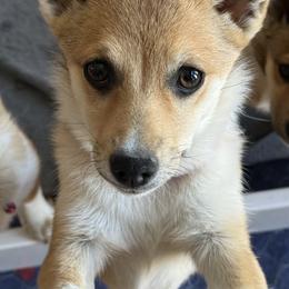 Rydel - Reddish brown female Norwegian Lundehund puppy in Franktown, Colorado from Sakari Kennels