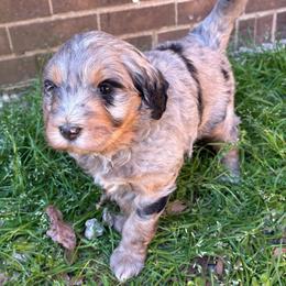 Molly - Merle female Goldendoodle puppy in Travelers Rest, South Carolina from Bailey Mountain Doodles