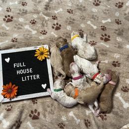 Goldendoodle Puppies from Deborah’s Doodles