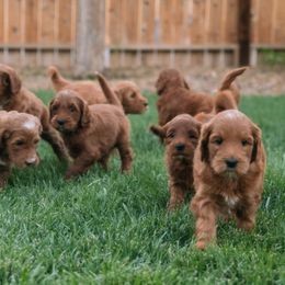 Goldendoodles from Bridges Goldendoodles