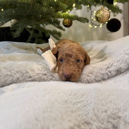 Poppy - Apricot female Goldendoodle puppy in Millville, California from Hope Lane Kennels