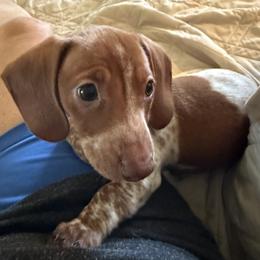 Dachshund Puppies from Cains River Valley Dachshunds