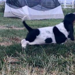 Basset Hound Puppies from Honey Moon Hounds