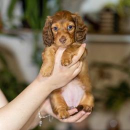 Scarlet - Chocolate and cream female Dachshund puppy in Wichita Falls, Texas from Matilda Jane’s Dachshunds