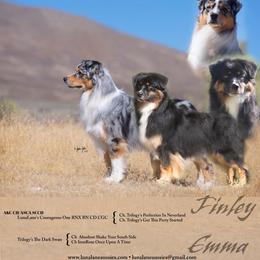 Australian Shepherd puppies from Luna Lane Aussies