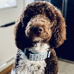Poodles from “Parti” like a Poodle