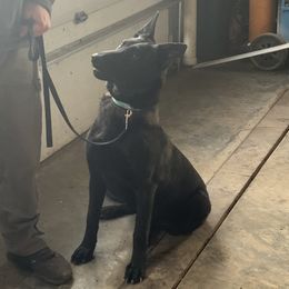 Riley - Belgian Malinois