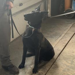 Riley - Belgian Malinois