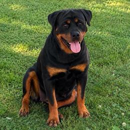 Zara - Rottweiler