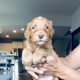 Blue - male Golden Mountain Doodle puppy in Leander, Texas from Olive Grove Doodles
