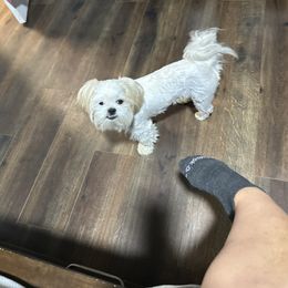 Snowball - Shih Tzu