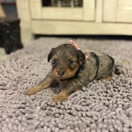Aurora - Blue merle female Aussiedoodle puppy in Hopkins, Missouri from Mowry Creek Mini Aussiedoodles and More