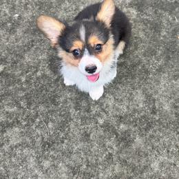 Girl 3 - Black and tan female Pembroke Welsh Corgi puppy in Clarksville, Tennessee from Cooler Farms Corgis