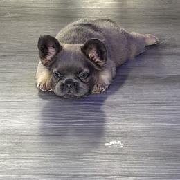 Bear - Fawn male French Bulldog puppy in North Branch, Minnesota from Halverson Bulldogges