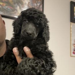 Black Girl - Black female Poodle puppy in Ogden, Utah from Kotu Poodles