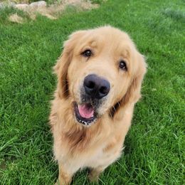 Fizz - Golden Retriever