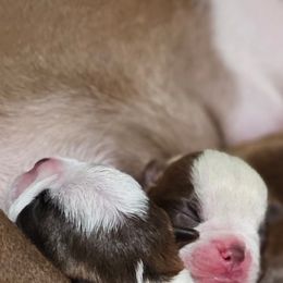 Boston Terrier Puppies from Bryn's AKC Bostons