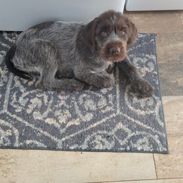 Val - Chestnut and gray Wirehaired Pointing Griffon puppy in Glendale, Arizona from Agassiz Griffons Glendale AZ